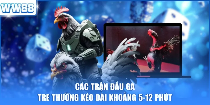 Các trận đấu gà tre thường kéo dài khoảng 5-12 phút 