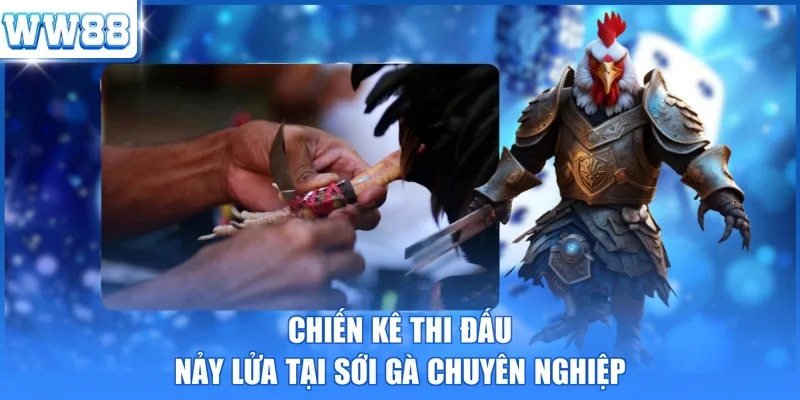 Chiến kê thi đấu nảy lửa tại sới gà chuyên nghiệp 