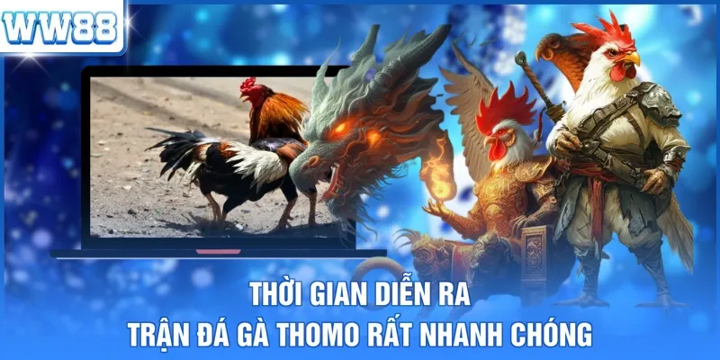 Thời gian diễn ra trận đá gà Thomo rất nhanh chóng